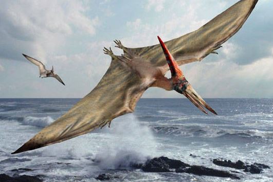 Flying green dragon known as a Pterodcatyl